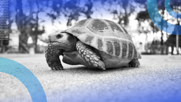 A turtle is taking a stroll on a sidewalk.