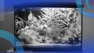 A fish tank with a lot of aquatic plants.