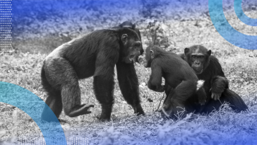 Two adult chimpanzees interacting with a baby chimpanzee in the wild.