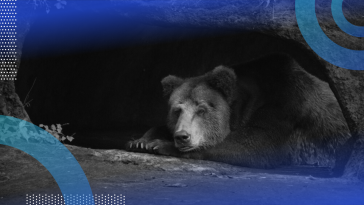 A bear sleeping in a cave.