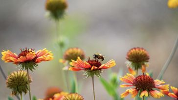 A bee rests on a red Indian blanket flower with other flowers nearby.