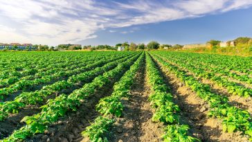Crop field