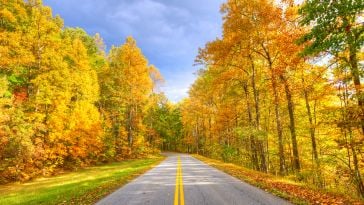A road winds through the Blue Ridge Parkway in North Carolina amongst yellow, orange and red trees during autumn.