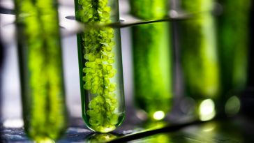 algae farm hypergiant austin tech ai