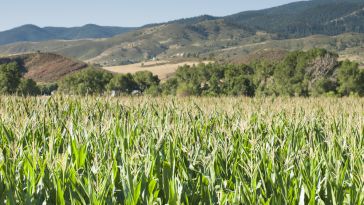 Colorado Agtech Corn Fields