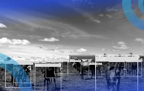computer vision detecting cows in a field