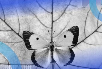 symmetrical butterfly and leaf concept for symmetric matrix
