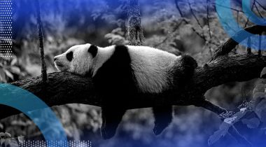 panda lying on a branch signifying pandas