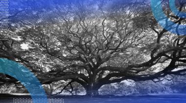 Big tree representing python bigtree