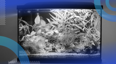 A fish tank with a lot of aquatic plants.