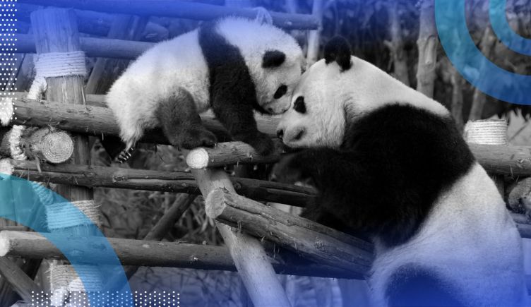 Mother panda helping baby panda concept for pandas pivot table