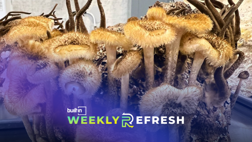 Mushrooms growing in a lab.