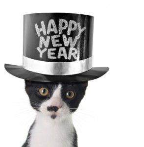 Happy new year kitten