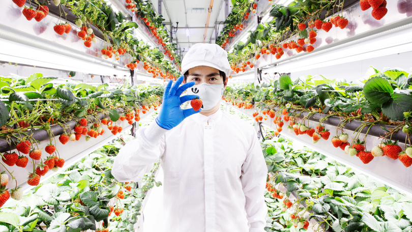 Oishii founder Hiroki Koga in vertical strawberry farm