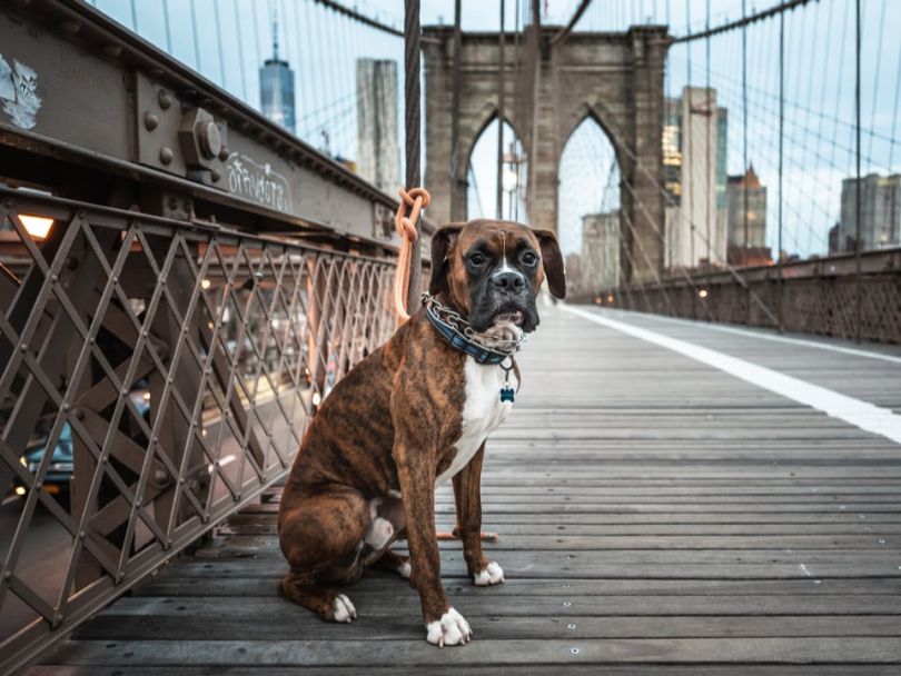 NYC dogs