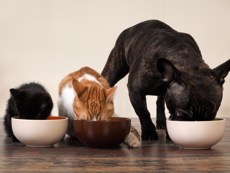 Pet technology