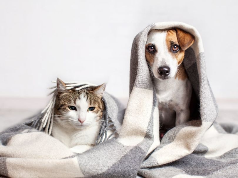 Pet technology