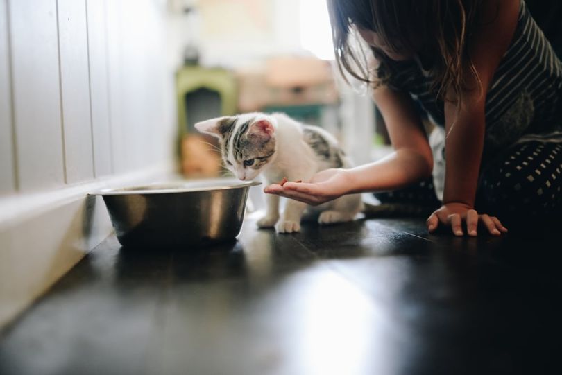 Rover feeding cat