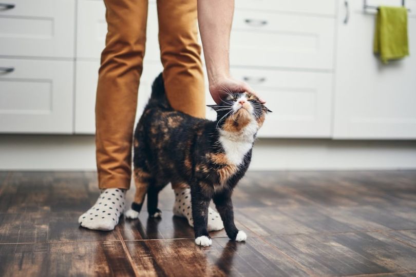 Rover cat care