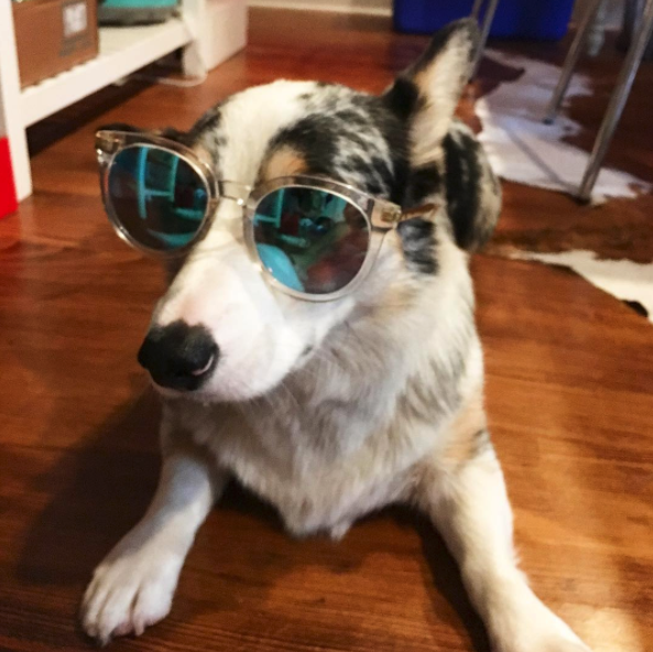 giphy dog