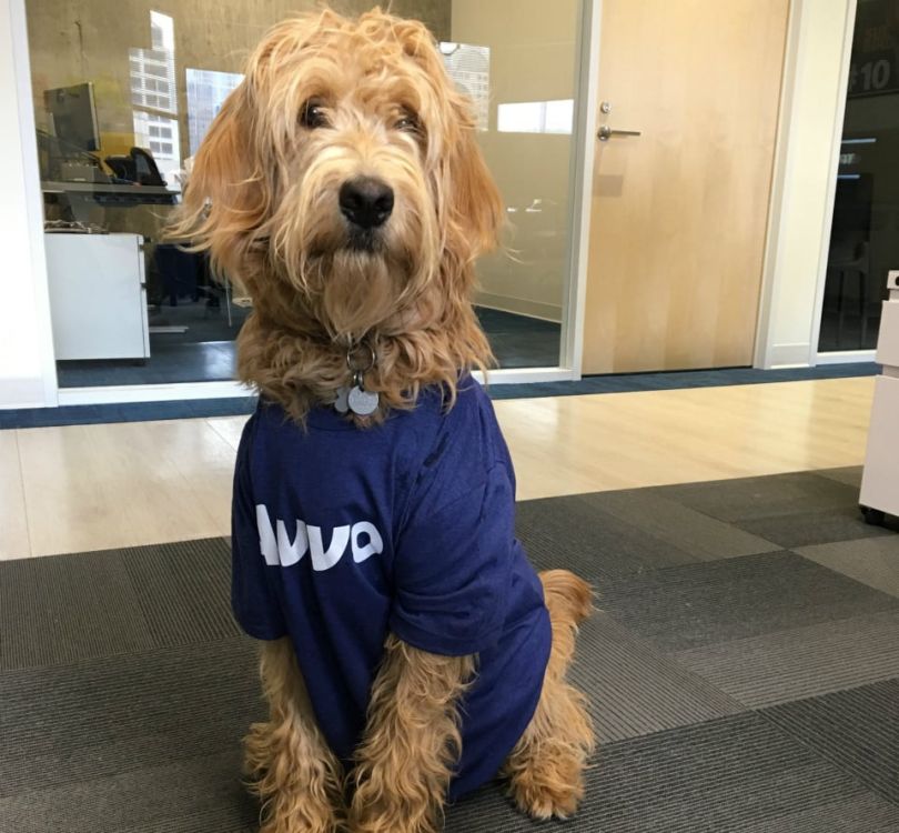 avvo seattle tech office dog friendly