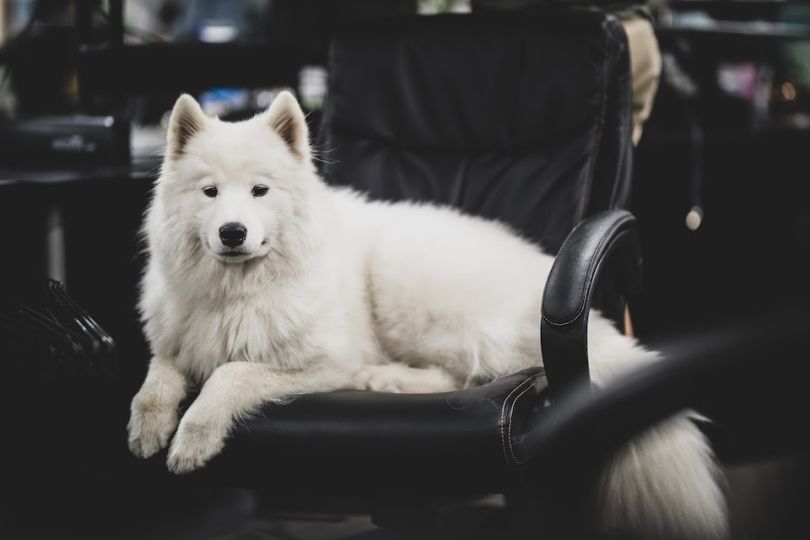rover.com coconut samoyed office dog