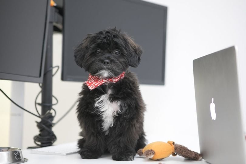 Doctor.com dog