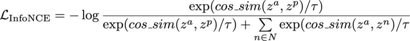 The InfoNCE loss equation.