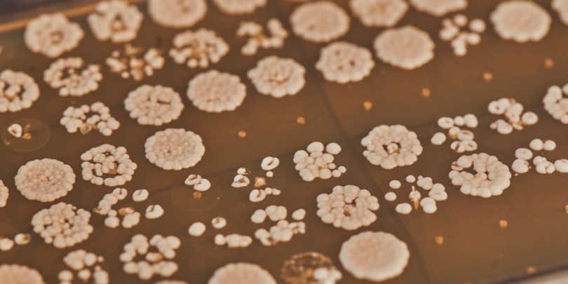 A screenshot of Amyris' website showing an array of cell cultures growing in a petri dish.