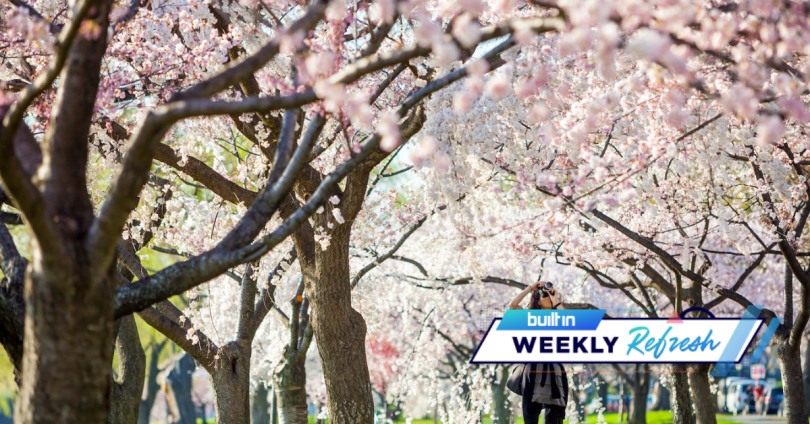 D.C.'s cherry blossom trees bloom during spring