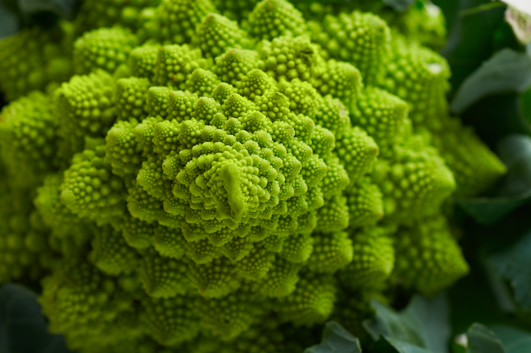 Fibonacci sequence image of a Roman cauliflower, which is bright green and displays mesmerizing spirals that follow the fibonacci sequence