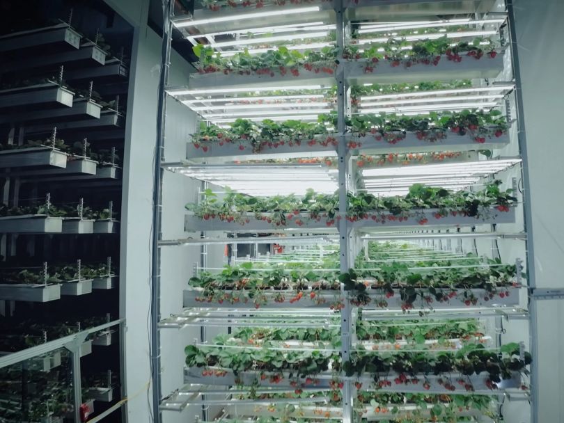 Shelves of strawberries growing at Amatelas. 