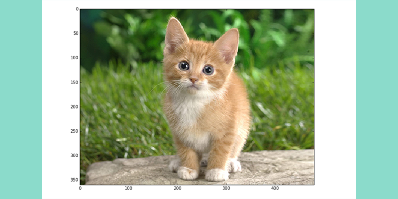 An image of a cat being categorized by Caffe software.