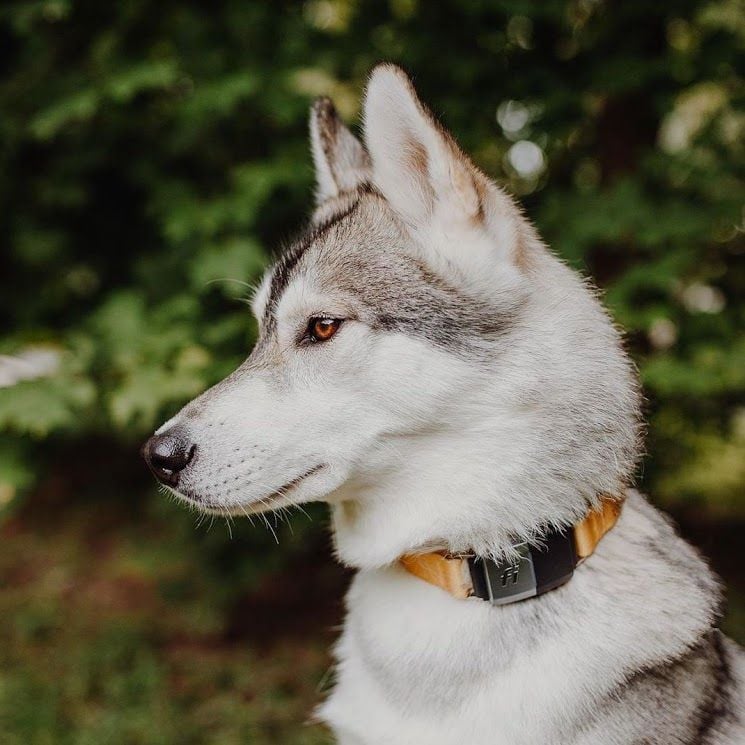 fi collar dog