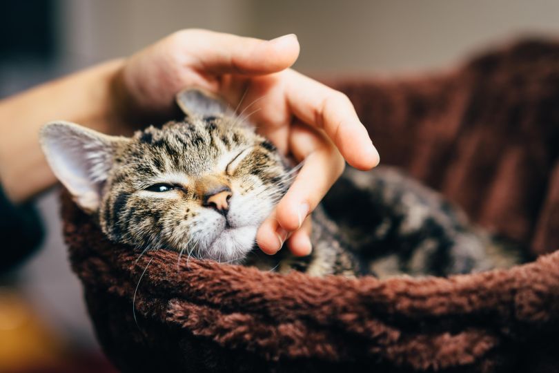 Rover petting cat