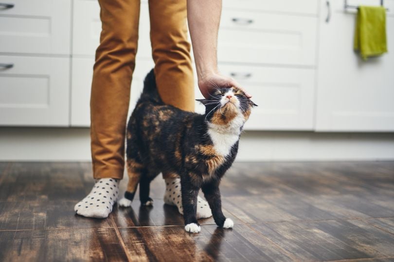 Rover petting cat