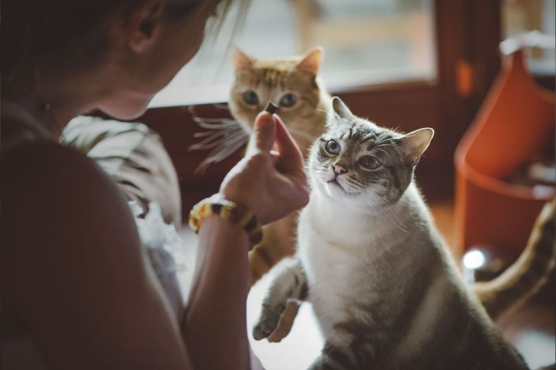 Rover cats looking at food