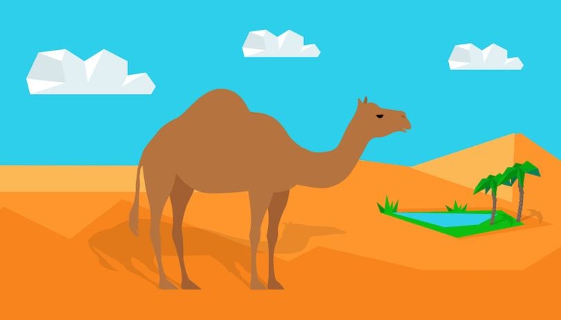 camel