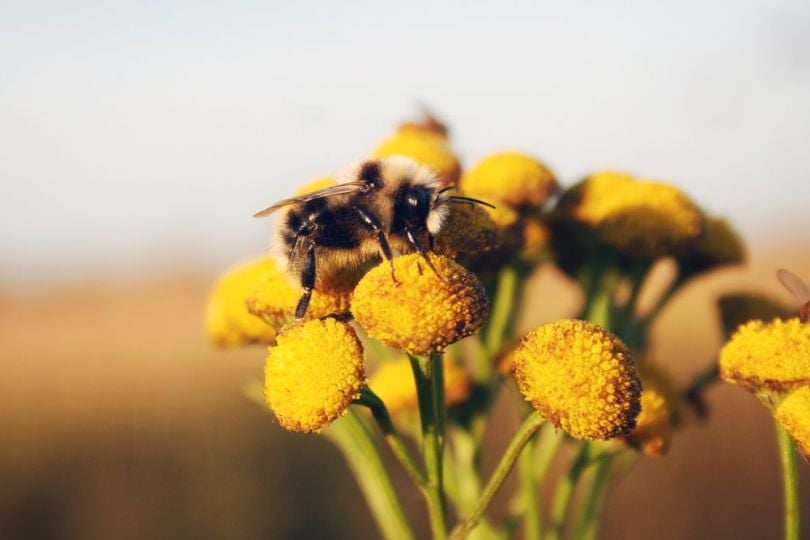 IoT-bumblebees-drones