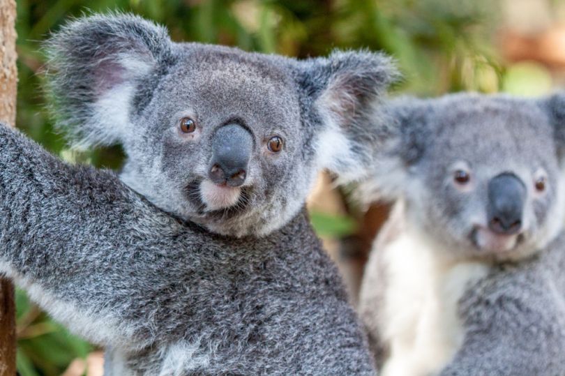 robotics-drones-koalas