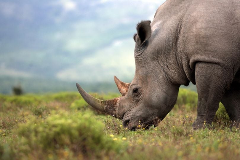 IoT-tracker-rhinos