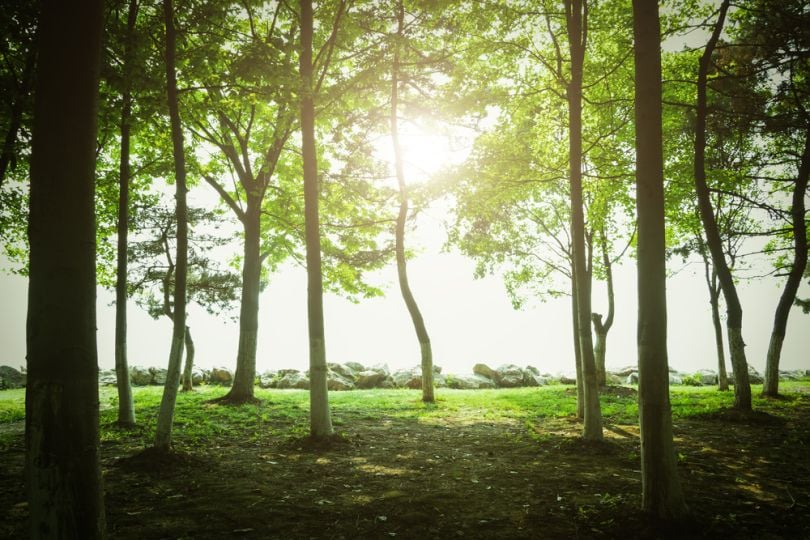 robotics-drones-Pakistan-trees