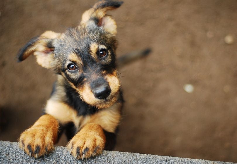 hardware-wearable-whistle-pets