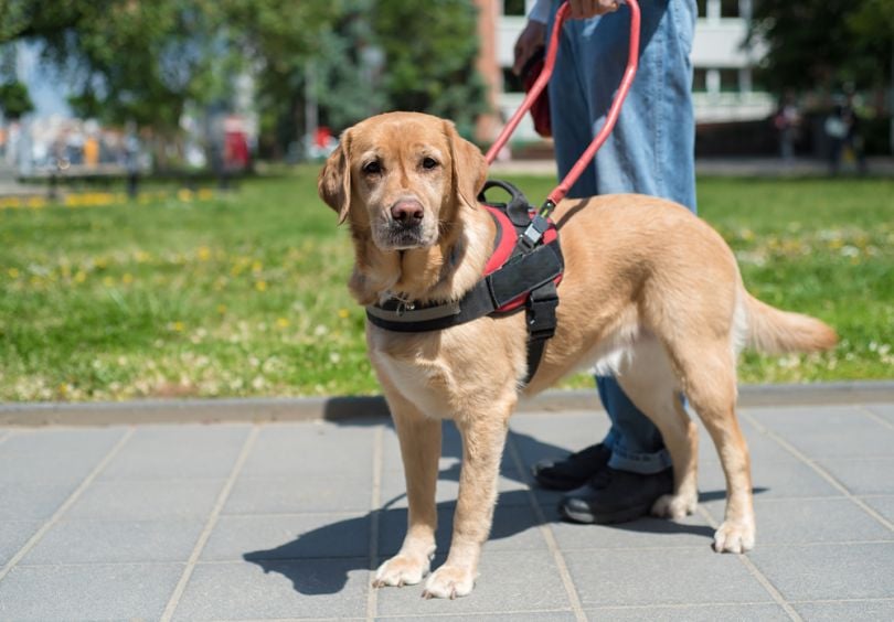 Robot sales delivery dogs