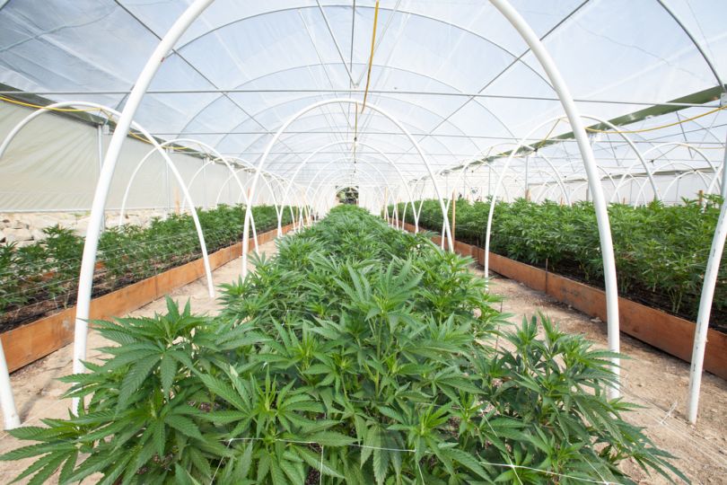 IoT-greenhouse-cannabis