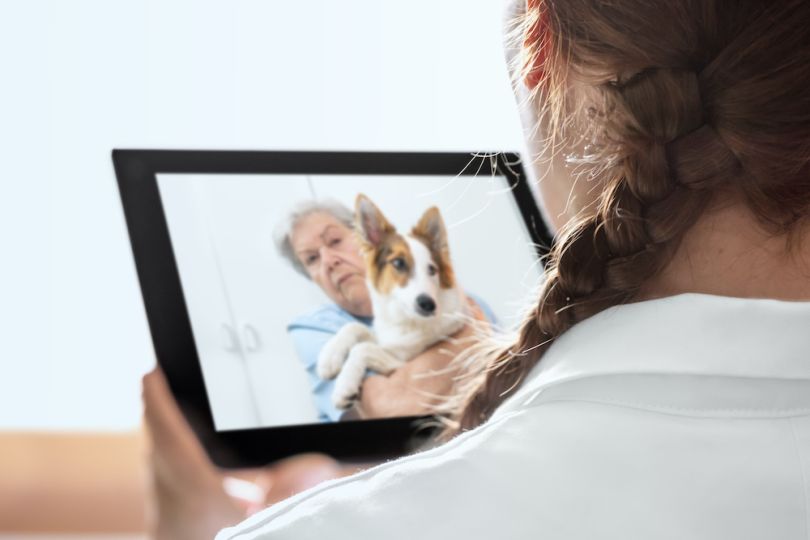 vet telehealth