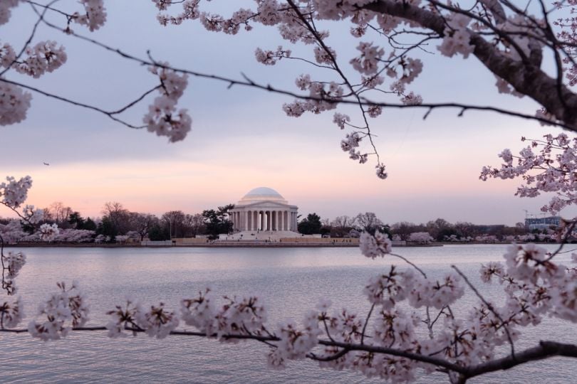 Cherry Blossoms along the Tidal Basin in Washington, DC during Spring time 2022