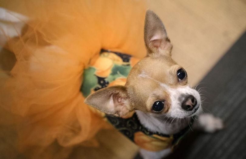 realself office dog chihuahua seattle tech company