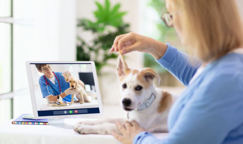 Austin-based TeleVet raised $5M, plans to grow its team