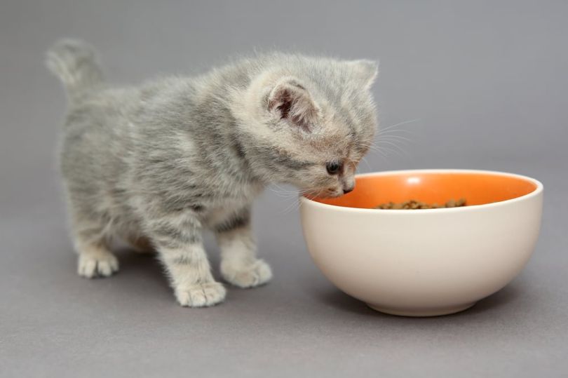 kitten eating food